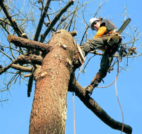 abattage-arbres-et-haies artisan-dipein